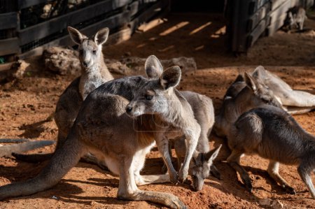 group of kangaroos in the zoo on the sand. High quality photo