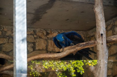 Hyazinth-Ara-Papagei im Biblischen Zoo in Jerusalem, Israel. Hochwertiges Foto