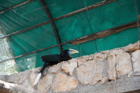 Der Kranzhornvogel Rhyticeros undulatus, auch Barbeutelhornvogel genannt. Hochwertiges Foto