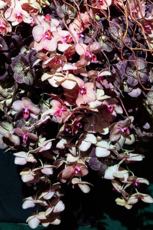 Arrangement floral de variétés rares d'orchidées. Photo de haute qualité