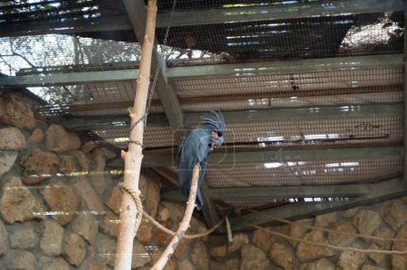 Foto de Cacatúa de Palma Negra está comiendo. La cacatúa negra en el zoológico es hermosa. Foto de alta calidad - Imagen libre de derechos