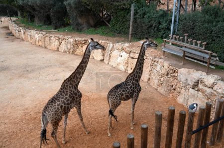Photo for Giraffes in the Biblical Zoo in Jerusalem in an enclosure. High quality photo - Royalty Free Image