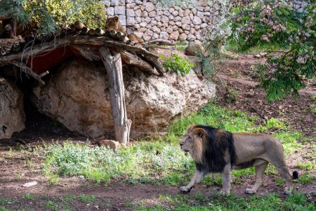 Löwenmännchen im biblischen Zoo in Jerusalem in Israel. Hochwertiges Foto