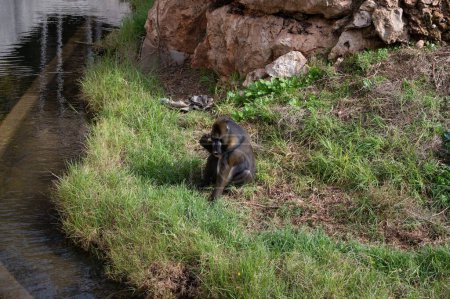 Mandrillen im Jerusalem Biblischen Zoo in Israel. Hochwertiges Foto