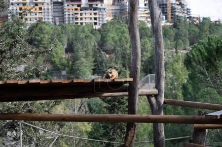Golden Snub-nosed Monkey at the Jerusalem Biblical Zoo in Israel. High quality photo