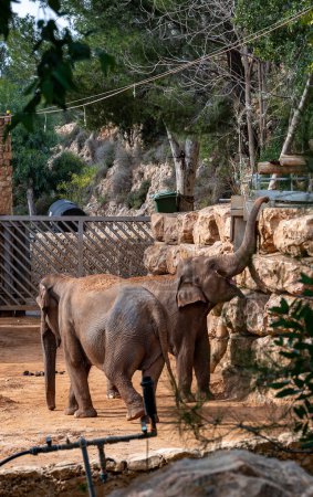 Foto de Elefantes en el zoológico bíblico en jerusalem. Foto de alta calidad - Imagen libre de derechos