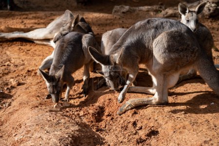 Gruppe von Kängurus im Zoo im Sand. Hochwertiges Foto