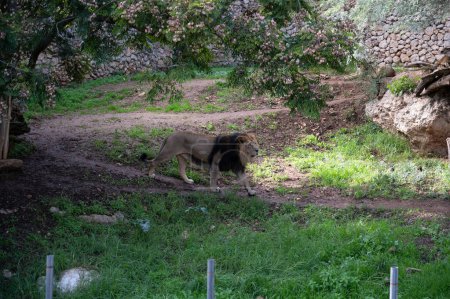 Löwenmännchen im biblischen Zoo in Jerusalem in Israel. Hochwertiges Foto