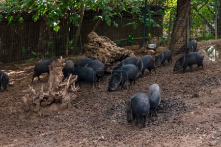 Téléchargez les photos : Sangliers marchant sur le sable dans une porcherie de zoo. Photo de haute qualité - en image libre de droit