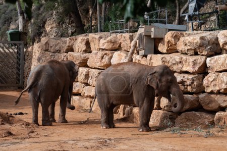 Foto de Elefantes en el zoológico bíblico en jerusalem. Foto de alta calidad - Imagen libre de derechos