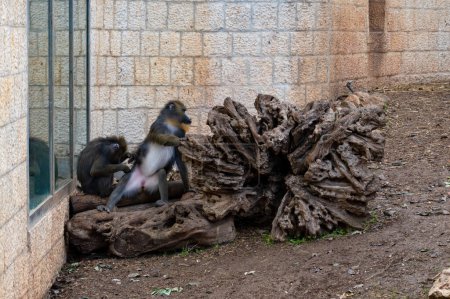 Mandrills at the Jerusalem Biblical Zoo in Israel (en inglés). Foto de alta calidad