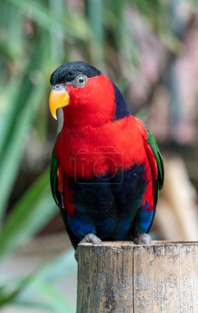 Multicolor lorikeet parrot at the Biblical Zoo in Jerusalem in Israel. High quality photo