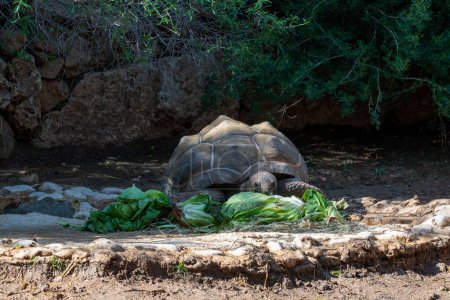 Aldabra giant tortoise eating cabbage at the Biblical Zoo in Jerusalem in Israel. High quality photo