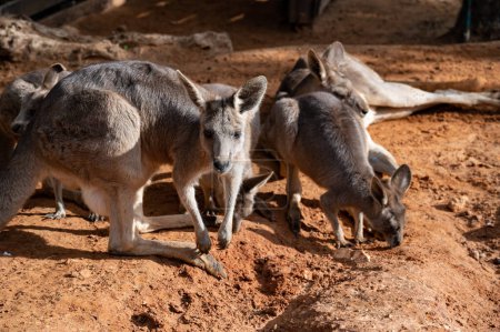group of kangaroos in the zoo on the sand. High quality photo