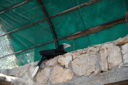 Der Kranzhornvogel Rhyticeros undulatus, auch Barbeutelhornvogel genannt. Hochwertiges Foto