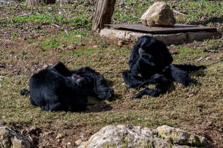 Schimpansen und Bonobos im biblischen Zoo in Jerusalem. Hochwertiges Foto