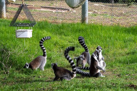 Lemurenaffenfamilie auf dem Gras biblischen Zoo Jerusalem. Hochwertiges Foto