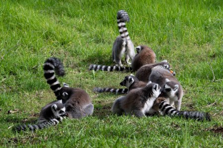 familia de monos lemur en el zoológico bíblico hierba Jerusalén. Foto de alta calidad