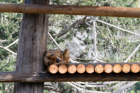 Goldener Stupsnase-Affe im Jerusalem Biblischen Zoo in Israel. Hochwertiges Foto