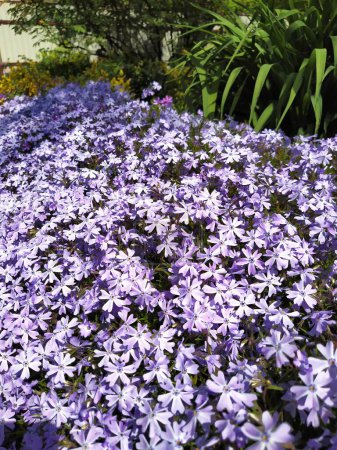Phlox mit blauen Blüten wächst in einer Gruppe im Garten.