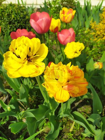 Flores de tulipán brillantes en el jardín florecen exuberantemente en primavera.