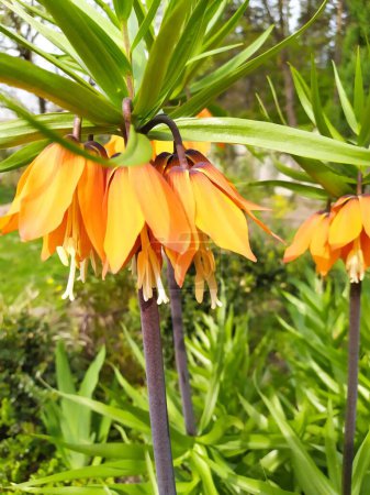 Un grupo creciente de fritillaries imperiales de flores anaranjadas están floreciendo en el jardín.