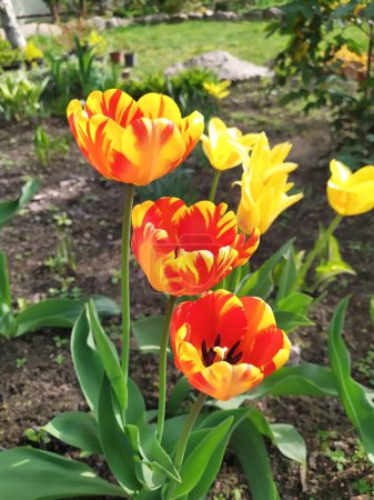 Bright red and yellow tulip flowers in the garden bloom luxuriantly in spring