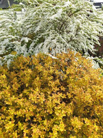 Two spirea bushes in the garden in spring, Japanese spirea and spirea blooming with white flowers