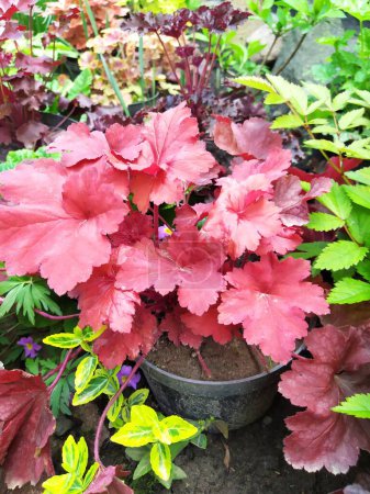 Photo for Heuchera with young colored leaves in the garden, an amazing ornamental perennial - Royalty Free Image