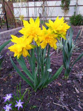 A daffodil opens its flower for spring