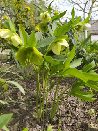 A growing group of hellebores are blooming with green flowers in the garden