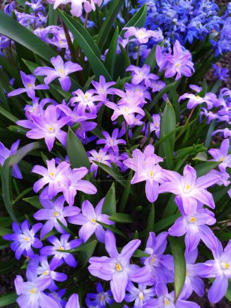 Chionodox group. In spring, blue Chionodox flowers bloom in the garden
