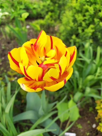 Yellow tulip flower with red stripes on a background of green leaves