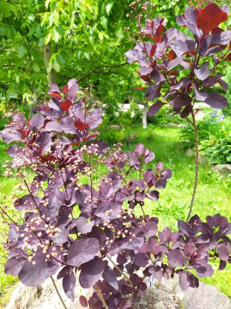 Cotinus Coggygria Royal Purple with Raindrops