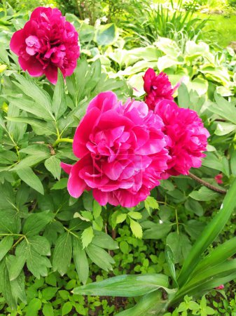 Blooming peony flower, beautifully blooming perennial in the garden