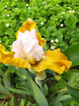 Blooming iris flower, beautifully blooming perennial in the garden
