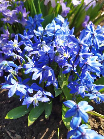 Eine Gruppe Zwiebelblumen, blaue Scillas, im Garten geöffnet