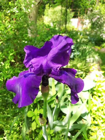 Purple bearded iris growing in the garden, garden decoration