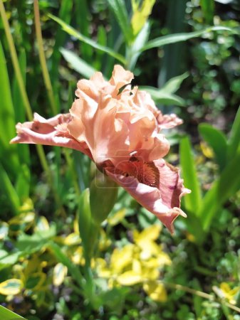 Orange dwarf iris flower in the garden