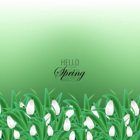 Blooming wild galanthus in border, spring greeting card. Galanthus flowers with green leaves on abstract background, spring greeting background