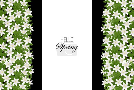 Anemone flowers. Spring background of white anemone flowers with green leaves gathered in columns on a dark white background