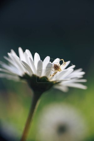 araña Thomisidae verde de cerca, arrastrándose sobre una flor blanca
