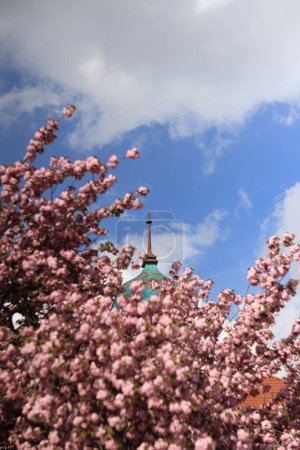 Téléchargez les photos : Dôme de l'église sur fond de sakura - en image libre de droit