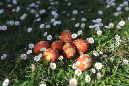 red colored Easter eggs in green grass among daisies and dandelions in bright sunshine
