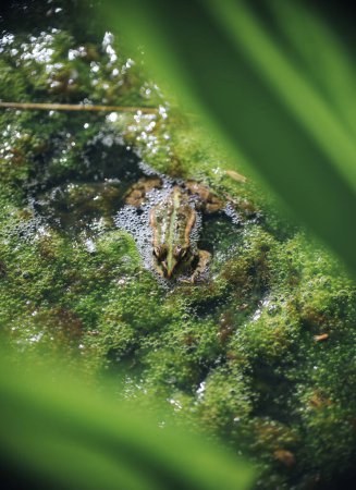 Wilder grüner Frosch im Teich aus nächster Nähe