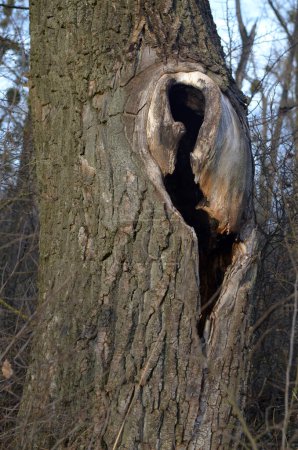 Photo for Hollow of an unusual shape in a huge tree. - Royalty Free Image