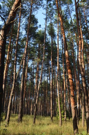 Photo for A pine forest was photographed on a clear sunny day. - Royalty Free Image