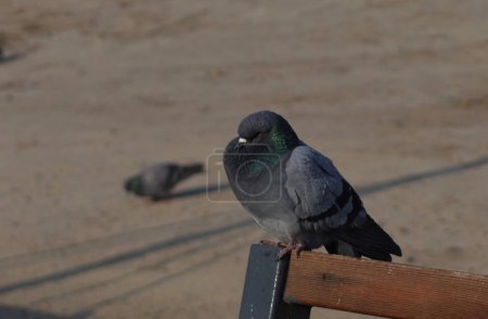 Photo for An angry dove sits on a bench - Royalty Free Image