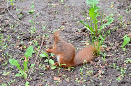 Photo for Little squirrel eats a mushroom in the park - Royalty Free Image