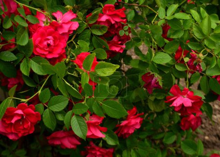 Photo for Curly red roses are photographed against a background of green leaves. - Royalty Free Image
